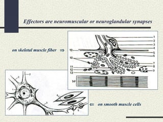 Effectors are neuromuscular or neuroglandular synapses
⇐ on smooth muscle cells
on skeletal muscle fiber ⇒
 