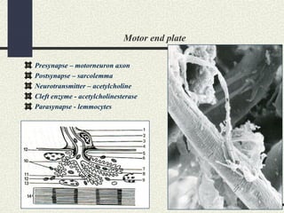 Motor end plate
Presynapse – motorneuron axon
Postsynapse – sarcolemma
Neurotransmitter – acetylcholine
Cleft enzyme - acetylcholinesterase
Parasynapse - lemmocytes
 