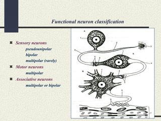 Functional neuron classification
Sensory neurons
pseudounipolar
bipolar
multipolar (rarely)
Motor neurons
multipolar
Associative neurons
multipolar or bipolar
 