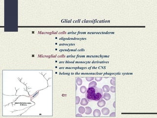 Glial cell classification
Macroglial cells arise from neuroectoderm
 oligodendrocytes
 astrocytes
 ependymal cells
Microglial cells arise from mesenchyme
 are blood monocyte derivatives
 are macrophages of the CNS
 belong to the mononuclear phagocytic system
⇐
 