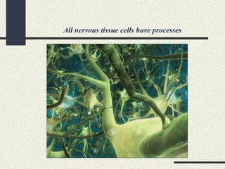 All nervous tissue cells have processes
 