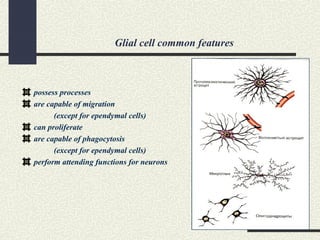 Glial cell common features
possess processes
are capable of migration
(except for ependymal cells)
can proliferate
are capable of phagocytosis
(except for ependymal cells)
perform attending functions for neurons
 