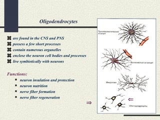 Oligodendrocytes
are found in the CNS and PNS
possess a few short processes
contain numerous organelles
enclose the neuron cell bodies and processes
live symbiotically with neurons
Functions:
 neuron insulation and protection
 neuron nutrition
 nerve fiber formation
 nerve fiber regeneration
⇐
⇒
 
