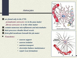 Astrocytes
are found only in the CNS:
protoplasmic astrocytes ⇒ in the gray matter
fibrous astrocytes ⇒ in the white matter
contain numerous microfilaments and microtubules
their processes sheathe blood vessels
form glial membrane beneath the pia mater
Functions:
• neuron support
• neuron isolation
• nutrient transport
• electrolyte balance maintenance
• repair (scar formation)
 