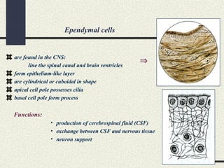 Ependymal cells
are found in the CNS:
line the spinal canal and brain ventricles
form epithelium-like layer
are cylindrical or cuboidal in shape
apical cell pole possesses cilia
basal cell pole form process
Functions:
• production of cerebrospinal fluid (CSF)
• exchange between CSF and nervous tissue
• neuron support
⇒
 