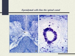 Ependymal cells line the spinal canal
 