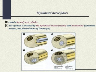 Myelinated nerve fibers
contain the only axis cylinder
axis cylinder is enclosed by the myelinated sheath (myelin) and neurilemma (cytoplasm,
nucleus, and plasmalemma of lemmocyte)
 