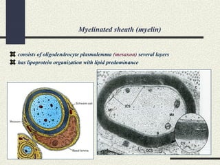 Myelinated sheath (myelin)
consists of oligodendrocyte plasmalemma (mesaxon) several layers
has lipoprotein organization with lipid predominance
 