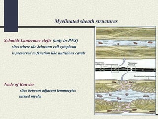 Myelinated sheath structures
Node of Ranvier
sites between adjacent lemmocytes
lacked myelin
Schmidt-Lanterman clefts (only in PNS)
sites where the Schwann cell cytoplasm
is preserved to function like nutritious canals
 
