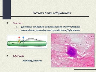 Nervous tissue cell functions
Neurons
1. generation, conduction, and transmission of nerve impulses
2. accumulation, processing, and reproduction of information
Glial cells
attending functions
 