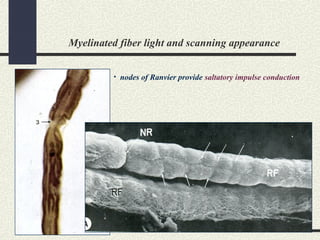 Myelinated fiber light and scanning appearance
• nodes of Ranvier provide saltatory impulse conduction
 