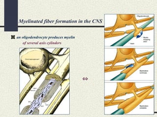 Myelinated fiber formation in the CNS
an oligodendrocyte produces myelin
of several axis cylinders
⇔
 