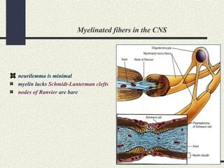 Myelinated fibers in the CNS
neurilemma is minimal
myelin lacks Schmidt-Lanterman clefts
nodes of Ranvier are bare
 
