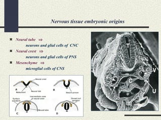 Nervous tissue embryonic origins
Neural tube ⇒
neurons and glial cells of CNC
Neural crest ⇒
neurons and glial cells of PNS
Mesenchyme ⇒
microglial cells of CNS
 
