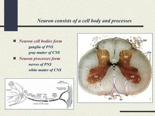 Neuron consists of a cell body and processes
Neuron cell bodies form
ganglia of PNS
gray matter of CNS
Neuron processes form
nerves of PNS
white matter of CNS
 