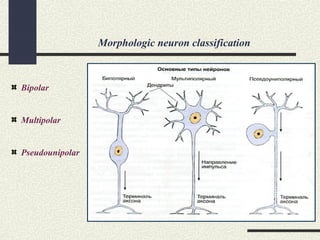 Morphologic neuron classification
Bipolar
Multipolar
Pseudounipolar
 