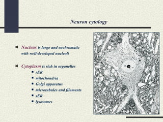 Neuron cytology
Nucleus is large and euchromatic
with well-developed nucleoli
Cytoplasm is rich in organelles
 rER
 mitochondria
 Golgi apparatus
 microtubules and filaments
 sER
 lysosomes
 