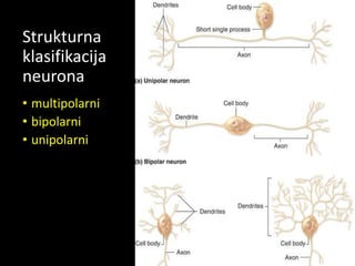 Strukturna
klasifikacija
neurona
• multipolarni
• bipolarni
• unipolarni
 