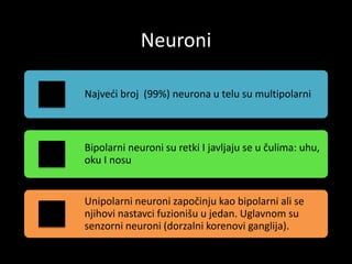Neuroni
Najveći broj (99%) neurona u telu su multipolarni
Bipolarni neuroni su retki I javljaju se u čulima: uhu,
oku I nosu
Unipolarni neuroni započinju kao bipolarni ali se
njihovi nastavci fuzionišu u jedan. Uglavnom su
senzorni neuroni (dorzalni korenovi ganglija).
 