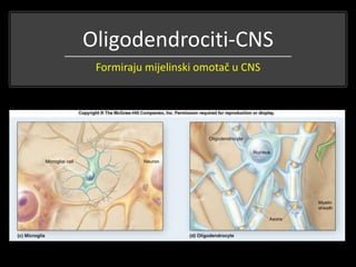 Oligodendrociti-CNS
Formiraju mijelinski omotač u CNS
 