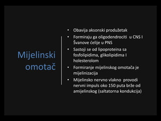 Mijelinski
omotač
• Obavija aksonski produžetak
• Formiraju ga oligodendrociti u CNS I
Švanove ćelije u PNS
• Sastoji se od lipoproteina sa
fosfolipidima, glikolipidima I
holesterolom
• Formiranje mijelinskog omotača je
mijelinizacija
• Mijelinsko nervno vlakno provodi
nervni impuls oko 150 puta brže od
amijelinskog (saltatorna kondukcija)
 
