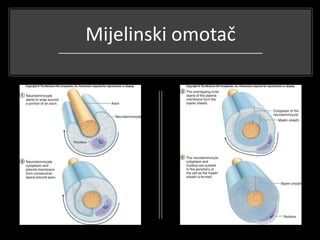 Mijelinski omotač
 