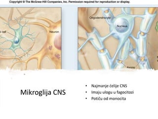 Mikroglija CNS
• Najmanje ćelije CNS
• Imaju ulogu u fagocitozi
• Potiču od monocita
 