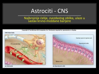 Astrociti - CNS
Najbrojnije ćelije, zvezdastog oblika, ulaze u
sastav krvno-moždane barijere
 