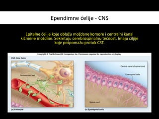 Ependimne ćelije - CNS
Epitelne ćelije koje oblažu moždane komore i centralni kanal
kičmene moždine. Sekretuju cerebrospinalnu tečnost. Imaju ciljije
koje potpomažu protok CST.
 