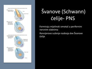 Švanove (Schwann)
ćelije- PNS
Formiraju mijelinski omotač u perifernim
nervnim vlaknima
Ranvijerovo suženje razdvaja dve Švanove
ćelije
 