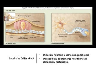 Satelitske ćelije -PNS
• Okružuju neurone u spinalnim ganglijama
• Obezbedjuju dopremanje nutritijenata i
eliminaciju metabolita.
 