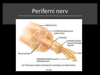 Periferni nerv
 