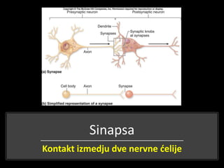Sinapsa
Kontakt izmedju dve nervne ćelije
 