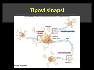Tipovi sinapsi
 