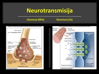 Neurotransmisija
Chemical (99%) Electrical (1%)
 