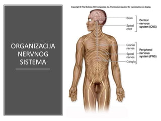 ORGANIZACIJA
NERVNOG
SISTEMA
 