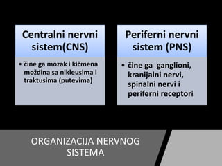 ORGANIZACIJA NERVNOG
SISTEMA
Centralni nervni
sistem(CNS)
• čine ga mozak i kičmena
moždina sa nikleusima i
traktusima (putevima)
Periferni nervni
sistem (PNS)
• čine ga ganglioni,
kranijalni nervi,
spinalni nervi i
periferni receptori
 