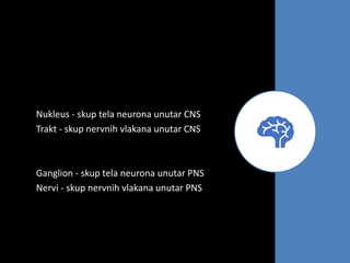 Nukleus - skup tela neurona unutar CNS
Trakt - skup nervnih vlakana unutar CNS
Ganglion - skup tela neurona unutar PNS
Nervi - skup nervnih vlakana unutar PNS
 