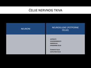 ĆELIJE NERVNOG TKIVA
NEURONI
NEUROGLIJSKE (POTPORNE
ĆELIJE)
-ASTROCITI
-OLIGODENDROCITI
-MIKROGLIJA
-EPENDIMNE ĆELIJE
-ŠVANOVE ĆELIJE
-SATELITSKE ĆELIJE
 