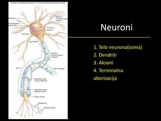 Neuroni
1. Telo neurona(soma)
2. Dendriti
3. Aksoni
4. Terminalna
aborizacija
 