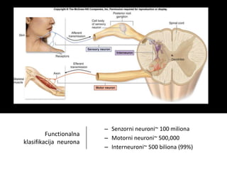 Functionalna
klasifikacija neurona
– Senzorni neuroni~ 100 miliona
– Motorni neuroni~ 500,000
– Interneuroni~ 500 biliona (99%)
 