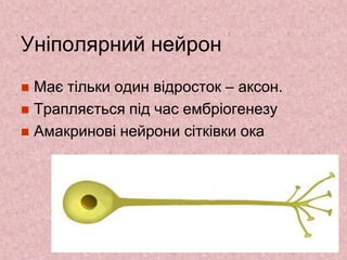 Уніполярний нейрон
 Має тільки один відросток – аксон.
 Трапляється під час ембріогенезу
 Амакринові нейрони сітківки ока
 