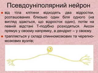 Псевдоуніполярний нейрон
 від тіла клітини відходять два відростки,
розташованих близько один біля одного (на
вигляд здається, що відросток один), потім на
певній відстані Т-подібно розходяться. Аксон
прямує у своєму напрямку, а дендрит – у своєму.
 трапляється у складі спинномозкових та черепно-
мозкових вузлів;
 