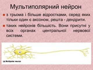 Мультиполярний нейрон
 з трьома і більше відростками, серед яких
тільки один є аксоном, решта - дендрити.
 таких нейронів більшість. Вони присутні у
всіх органах центральної нервової
системи.
 