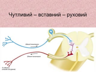 Чутливий – вставний – руховий
 