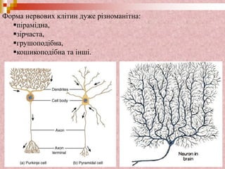 Форма нервових клітин дуже різноманітна:
пірамідна,
зірчаста,
грушоподібна,
кошикоподібна та інші.
 