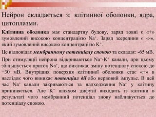 Нейрон складається з: клітинної оболонки, ядра,
цитоплазми.
Клітинна оболонка має стандартну будову, заряд зовні є «+»
зумовлений високою концентрацією Na+. Заряд зсередини є «-»,
який зумовлений високою концентрацією K+.
Це відповідає мембранному потенціалу спокою та складає: -65 мВ.
При стимуляції нейрона відкриваються Na+-K+ канали, при цьому
збільшується приток Na+, що викликає зміну потенціалу спокою до
+30 мВ. Внутрішня поверхня клітинної оболонки стає «+» в
наслідок чого виникає потенціал дії або нервовий імпульс. В цей
час Na+ канали закриваються та надходження Na+ у клітину
припиняється. Але K+ шляхом дифузії виходить із клітини в
результаті чого мембранний потенціал знову наближується до
потенціалу спокою.
 