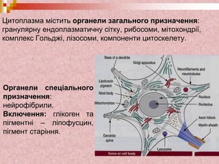Цитоплазма містить органели загального призначення:
гранулярну ендоплазматичну сітку, рибосоми, мітохондрії,
комплекс Гольджі, лізосоми, компоненти цитоскелету.
Органели спеціального
призначення:
нейрофібрили.
Включення: глікоген та
пігментні – ліпофусцин,
пігмент старіння.
 
