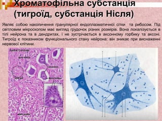Хроматофільна субстанція
(тигроїд, субстанція Нісля)
Являє собою накопичення гранулярної ендоплазматичної сітки та рибосом. Під
світловим мікроскопом має вигляд грудочок різних розмірів. Вона локалізується в
тілі нейрона та в дендритах, і не зустрічається в аксонному горбику та аксоні.
Тигроїд є показником функціонального стану нейрона: він зникає при виснаженні
нервової клітини.
 