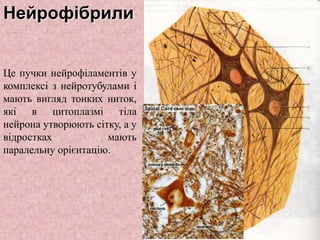 Це пучки нейрофіламентів у
комплексі з нейротубулами і
мають вигляд тонких ниток,
які в цитоплазмі тіла
нейрона утворюють сітку, а у
відростках мають
паралельну орієнтацію.
Нейрофібрили
 